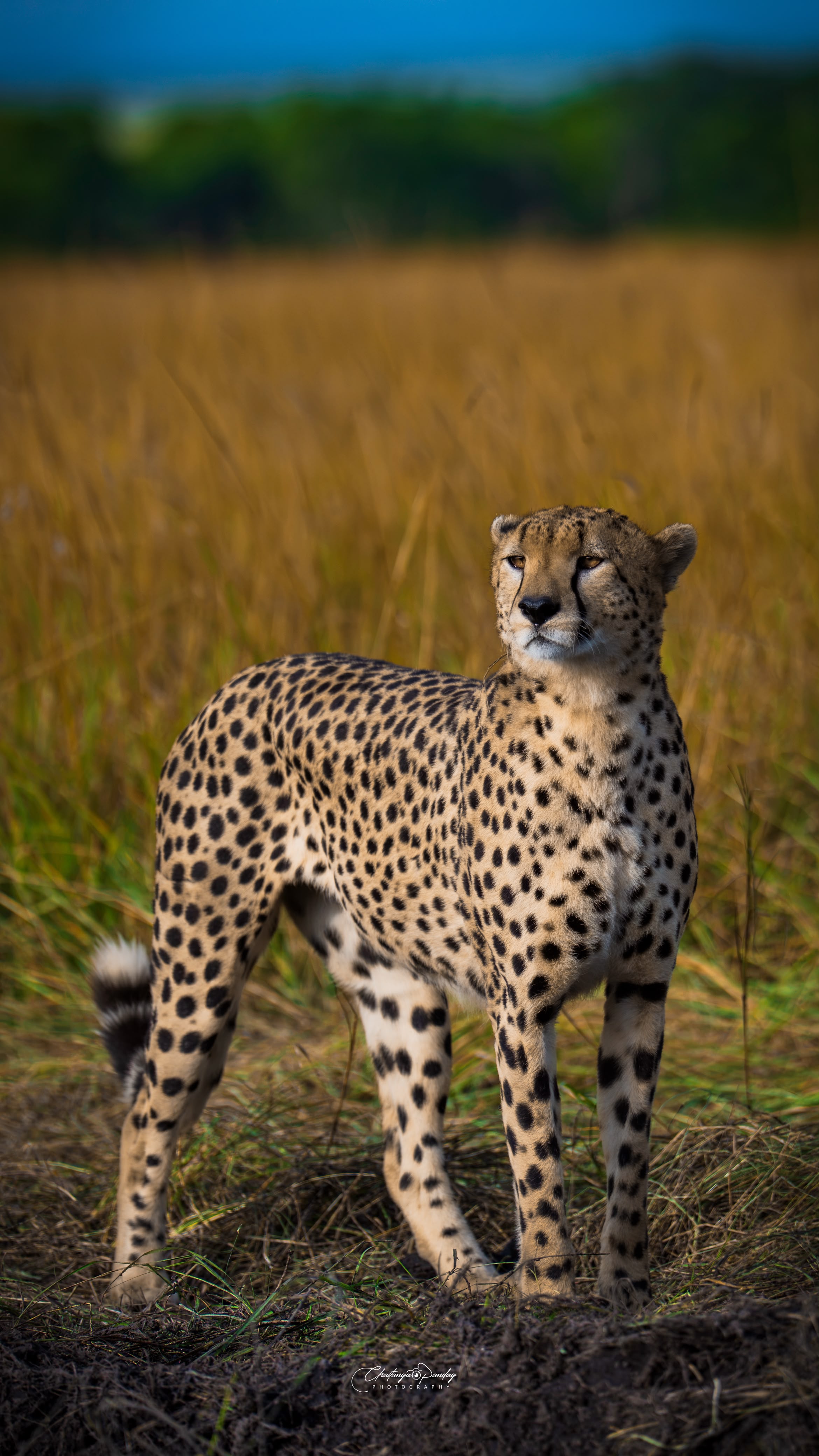 Elegance in the Wild