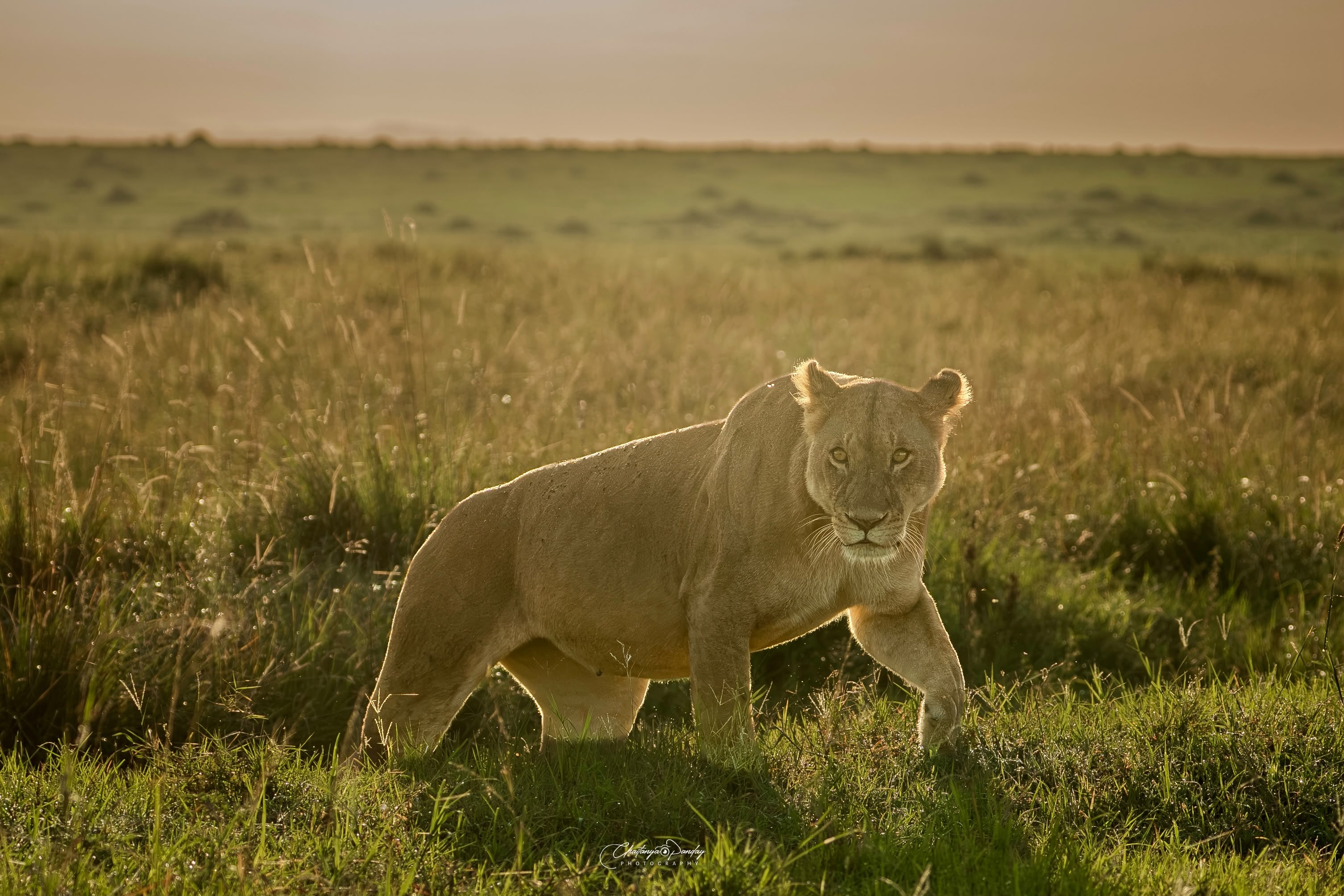 Queen of the Golden Plains